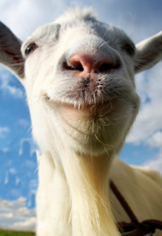 Goat Simulator Box Art Goat Simulator Box Art